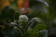Dark Leaf Raindrops Background