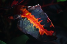 Dark Leaf With Bright Red Marking