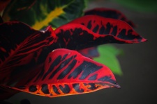 Dark Leaves With Bright Red Marking