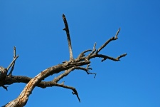Dead Grey Branches Against Blue Sky