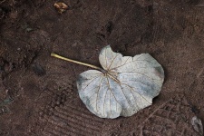 Decaying Colourless Broken Leaf