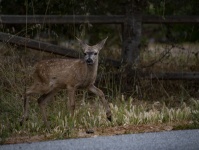 Deer On A Road