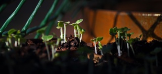 Delicate Seedlings