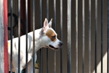 Dog Looking Through Iron Bar Gate