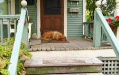 Dog Sleeping On Porch