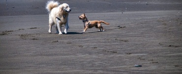 Dogs At Play At The Beach