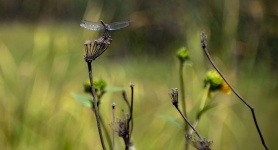 Dragonfly On Queen Anne's Plant