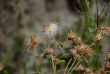 Dried Plants With White