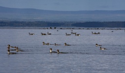 Ducks In The Lake