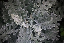 Dusty Miller Plant With Grey Leaves