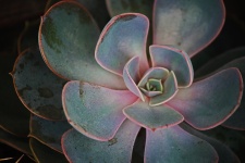 Echeveria Succulent Plant With Pink