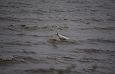 Egret Catches A Fish