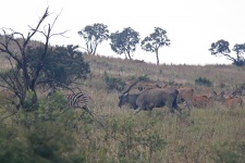 Eland And Zebra Moving Along