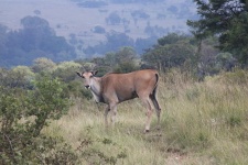 Eland Antelope In Open Woodland