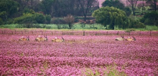 Eland Antelope In Patch Of Flowers