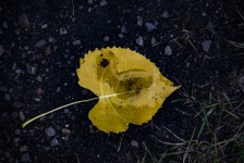 Fall Leaf In Yellow