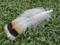 Feather On The Grass