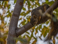 Female Fox Squirrel