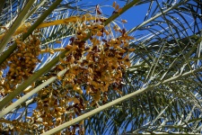 Figs On A Date Palm Tree