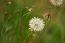 Dandelion Flower And Its Flower Heads