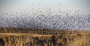 Flock Of Birds Over Wetlands