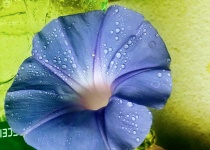 Lilac Morning Glory Flower