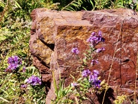 Flowers And Rock