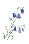 Flowers Bluebells Watercolor
