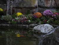 Flowers Surround Koi Pond