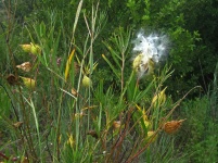 Fluffy White Seeds From Milkweed