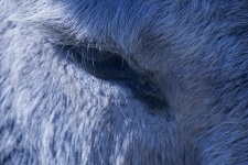 Focus On The Eye Lashes Of A Donkey