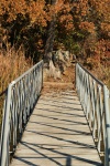 Foot Bridge And Autumn Trees
