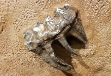 Fossil Jaws