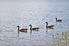 Four Canada Geese Swimming In Lake