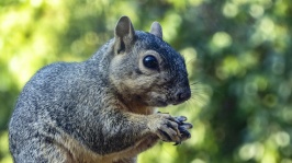 Fox Squirrel Closeup