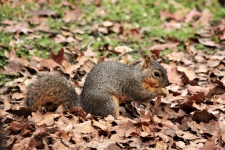 Fox Squirrel In Autumn Leaves