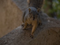 Fox Squirrel On Wall Closeup