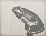 Frog Portrait Vintage Background