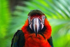 Front Of Green & Yellow Macaw