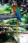 Full View Of Green And Yellow Macaw
