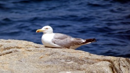 Seagull Sitting