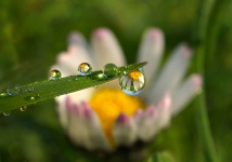 Daisies Bloom Flower Drops