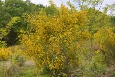 Genets, Yellow Flowers