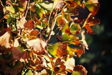 Ginkgo Biloba Leaves On Tree