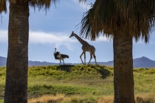 Giraffe And Ostrich