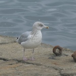 Gull Walking On The Pier