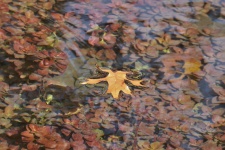 Gold Leaf Floating In Stream