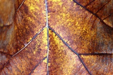 Golden Brown Autumn Fallen Leaf