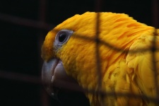 Golden Conure Bird In A Cage
