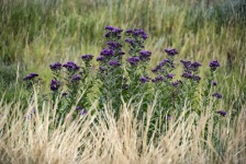 Golden Grass, Purple Flowers